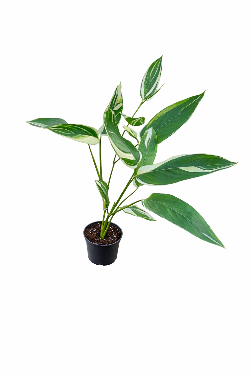 Heliconia Albo Variegated with large tropical leaves and white variegation on a white background
