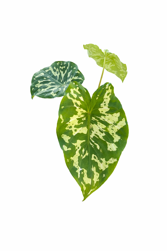 Hilo Beauty (Grower’s Choice) On a white background 