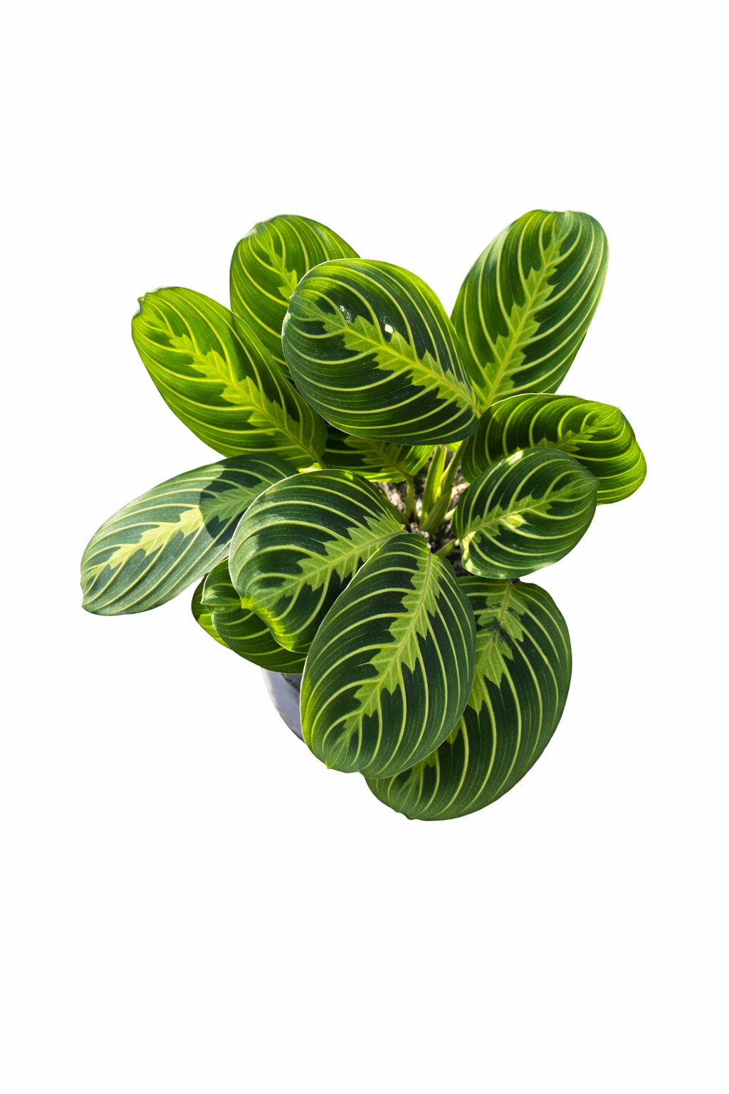Maranta Leuconeura ‘Lemon Lime’ (Grower’s Choice) On a white background 