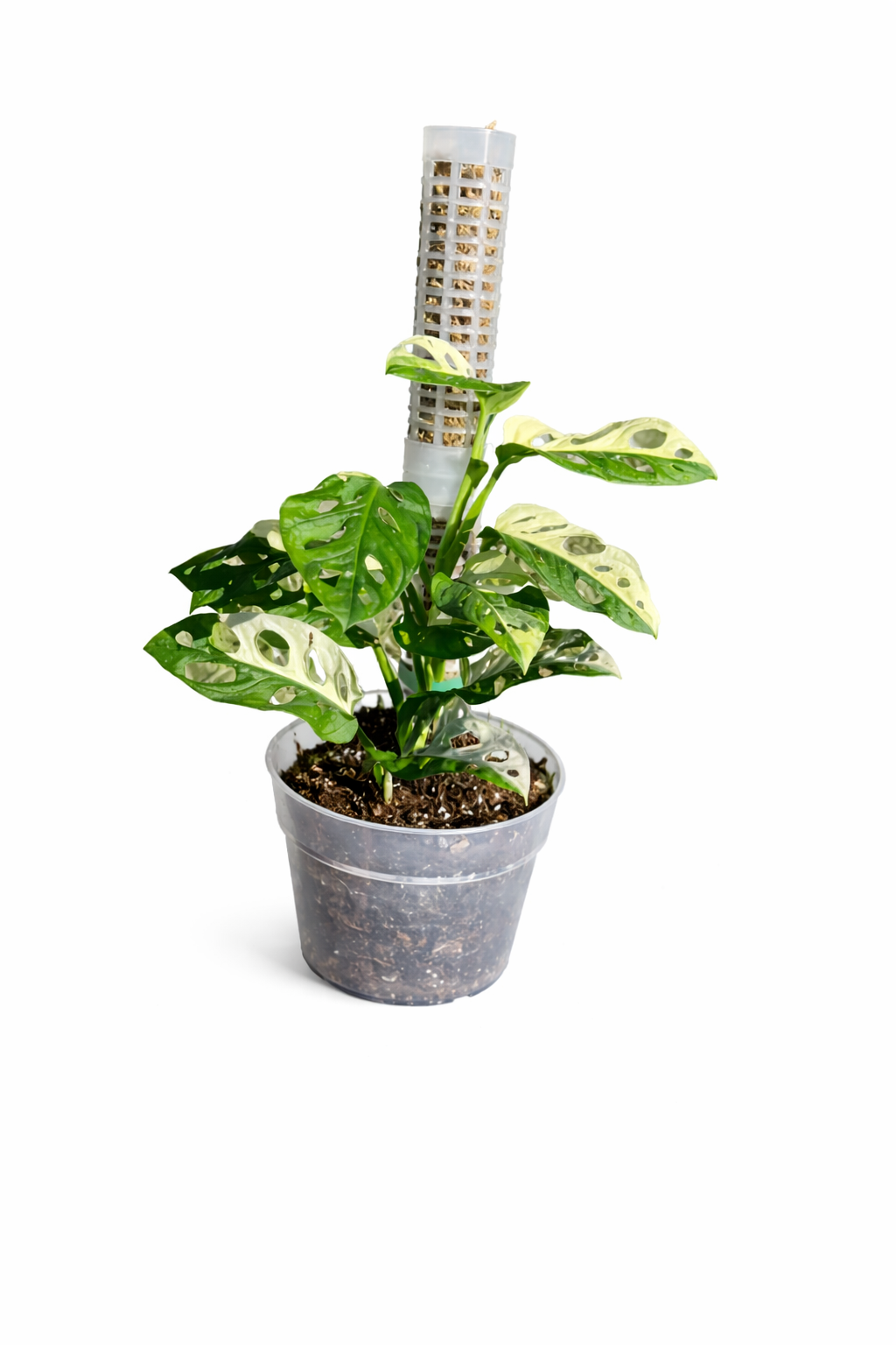 Monstera Adansonii Albo Variegated plant with fenestrated green leaves and white variegation in a nursery pot