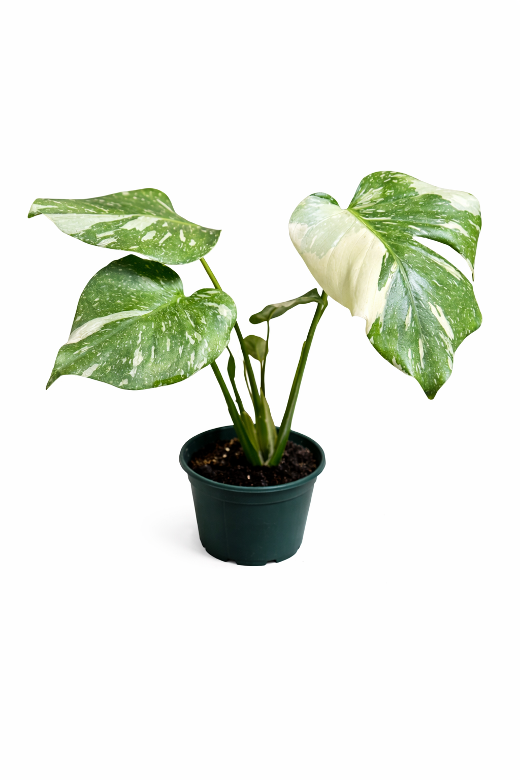 Monstera Thai Constellation Variegated plant with large green leaves and creamy speckled variegation in a nursery pot