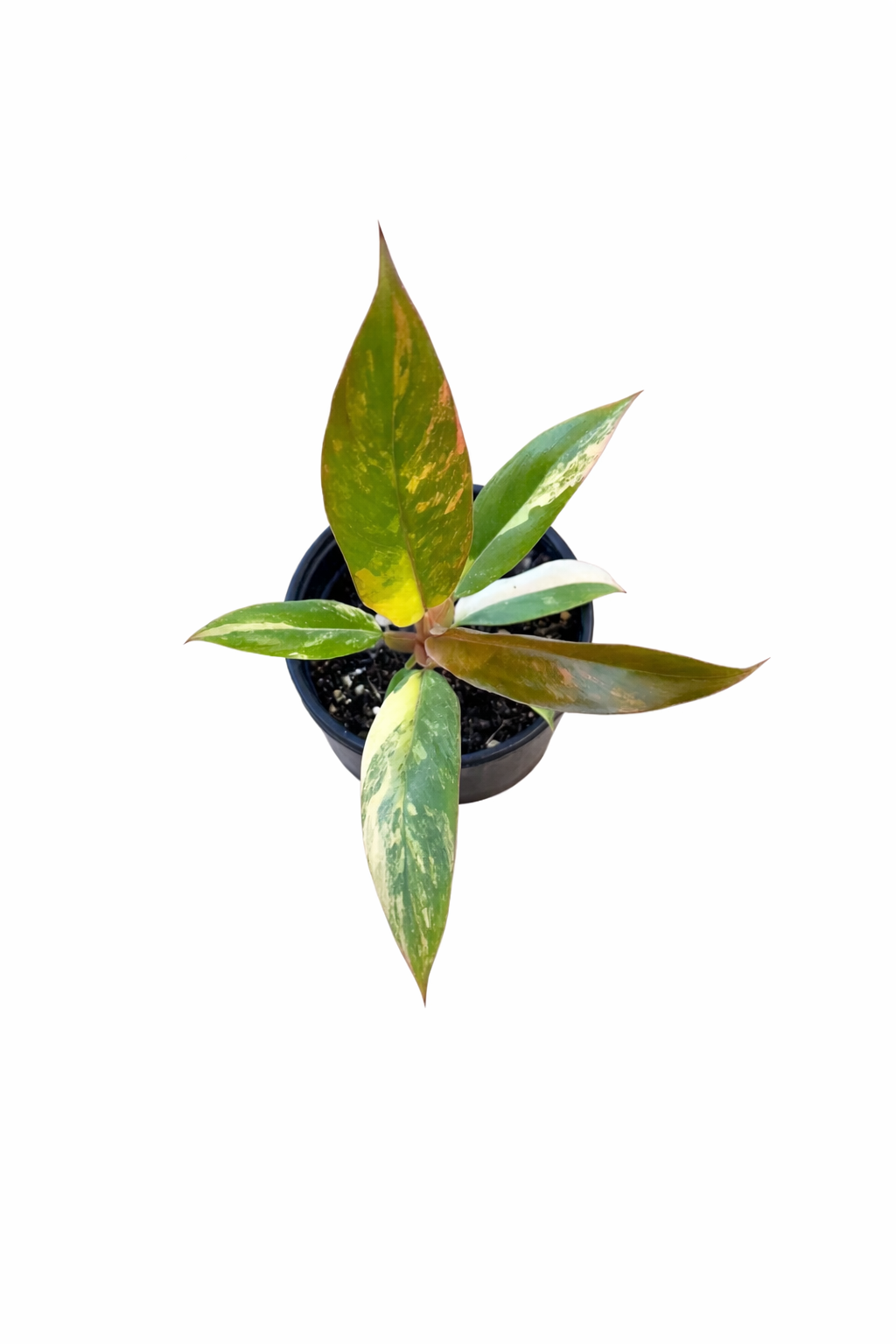 Philodendron Caramel Marble with broad leaves and marbled caramel, cream, and green variegation on a white background