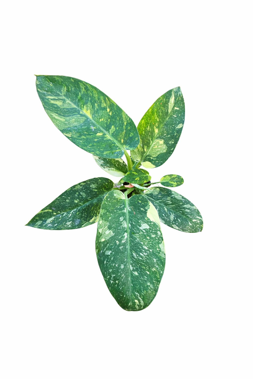 Philodendron Congo Nuclear Variegated with broad glossy leaves and bright yellow-green variegation on a white background