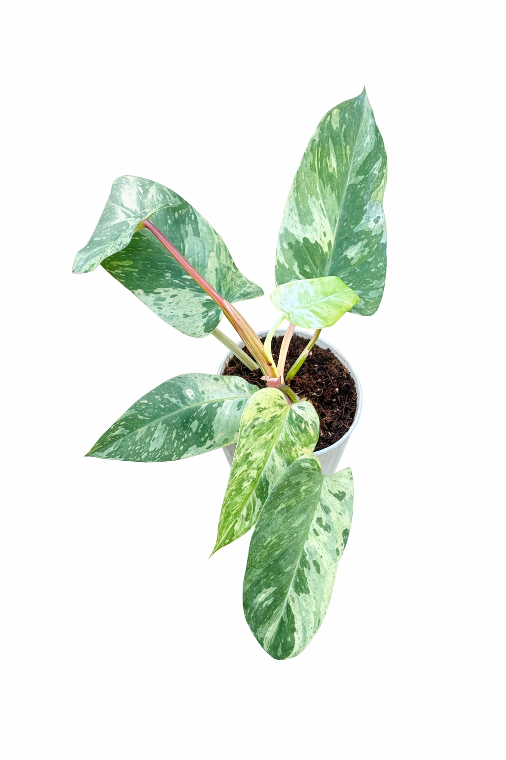 Philodendron Emerald King Variegated with large glossy leaves and marbled cream variegation on a white background
