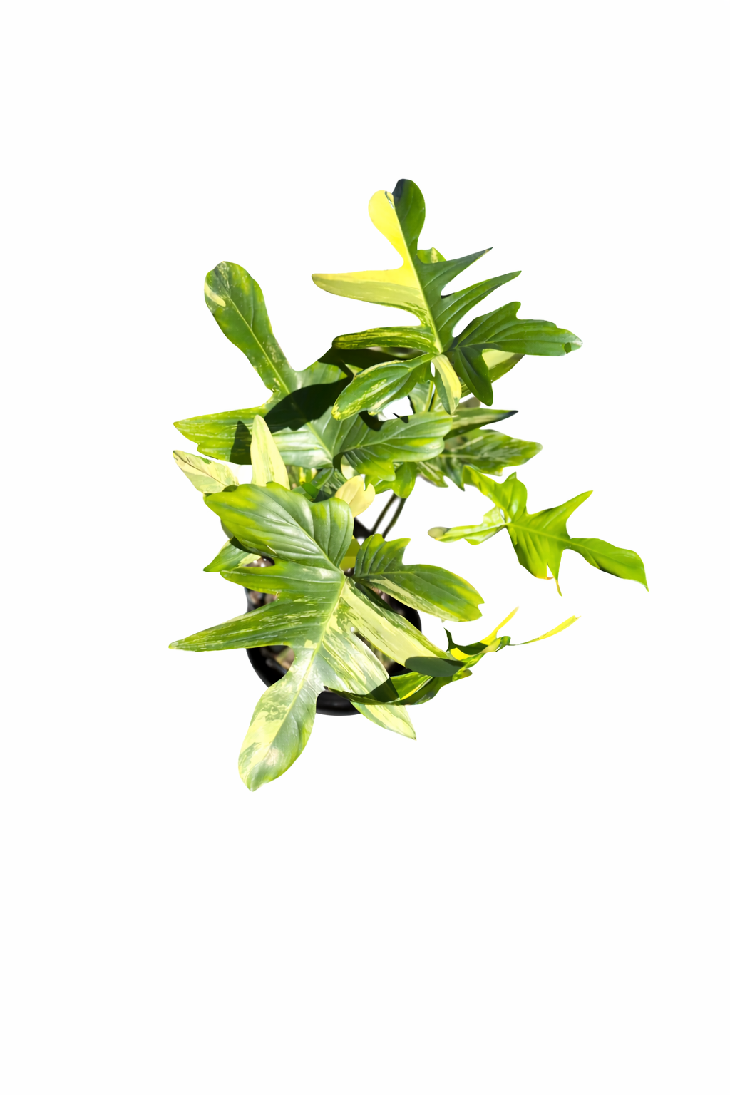 Philodendron Florida Beauty x Mayoi Variegated with fenestrated lobed leaves and cream variegation on a white background