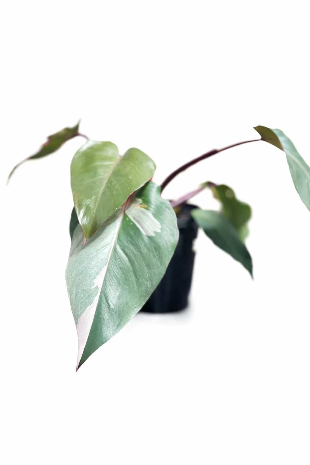 Philodendron Pink Princess plant with dark green leaves and bright pink variegation in a nursery pot