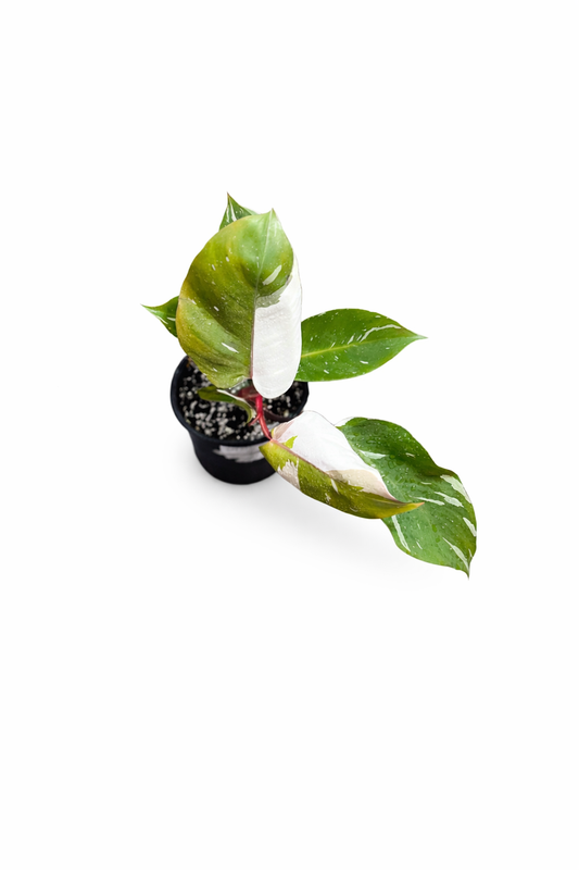 Philodendron Red Anderson plant with elongated green leaves and red to pink variegation in a nursery pot