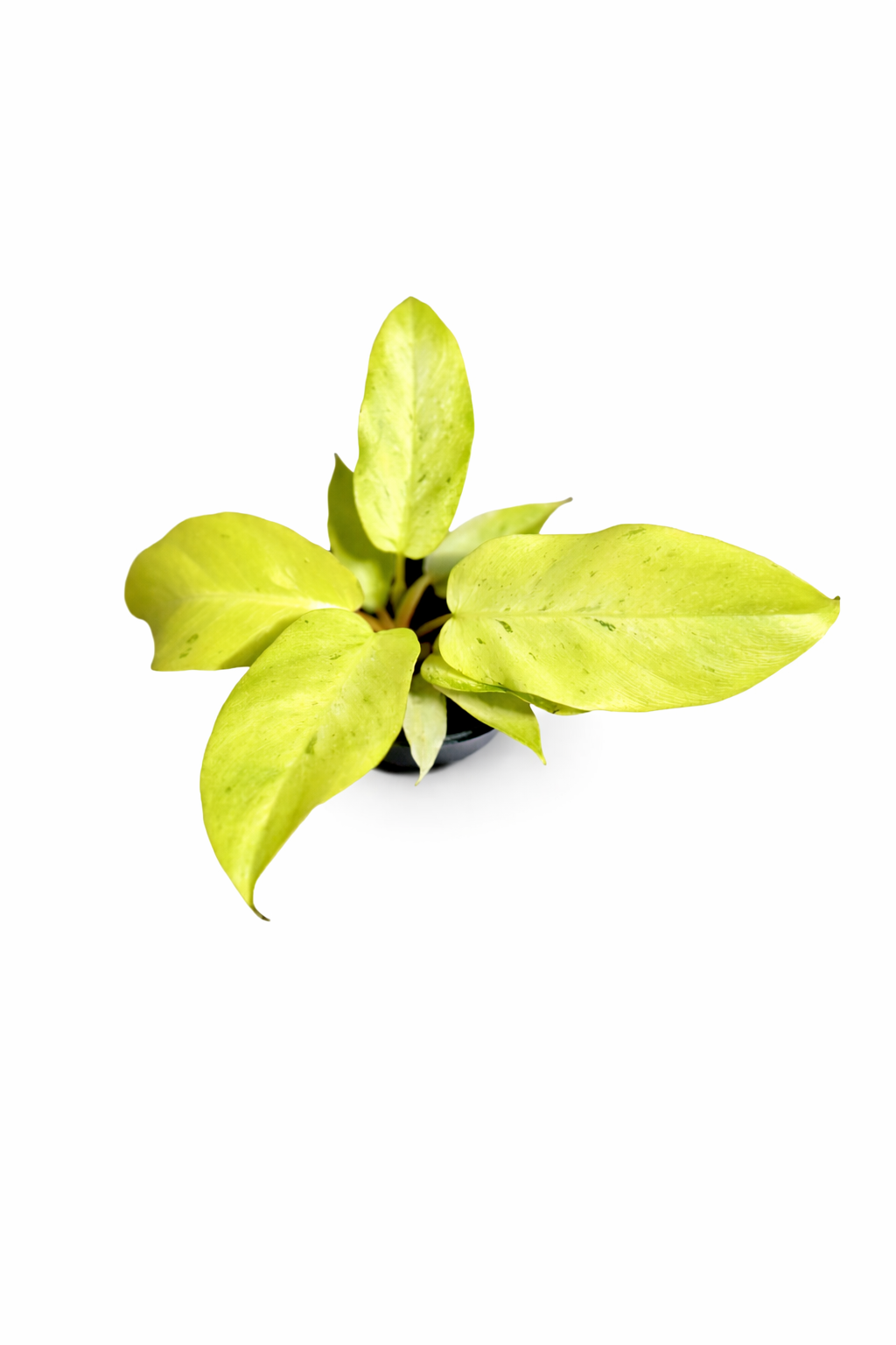 Philodendron Snow Drift plant with pale mint-green and creamy white foliage in a nursery pot