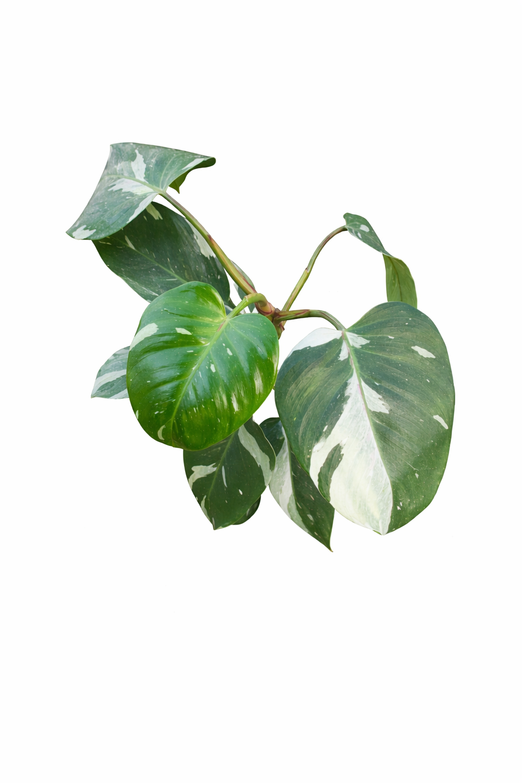 Philodendron White Knight Variegated with dark green leaves, white variegation, and burgundy stems on a white background