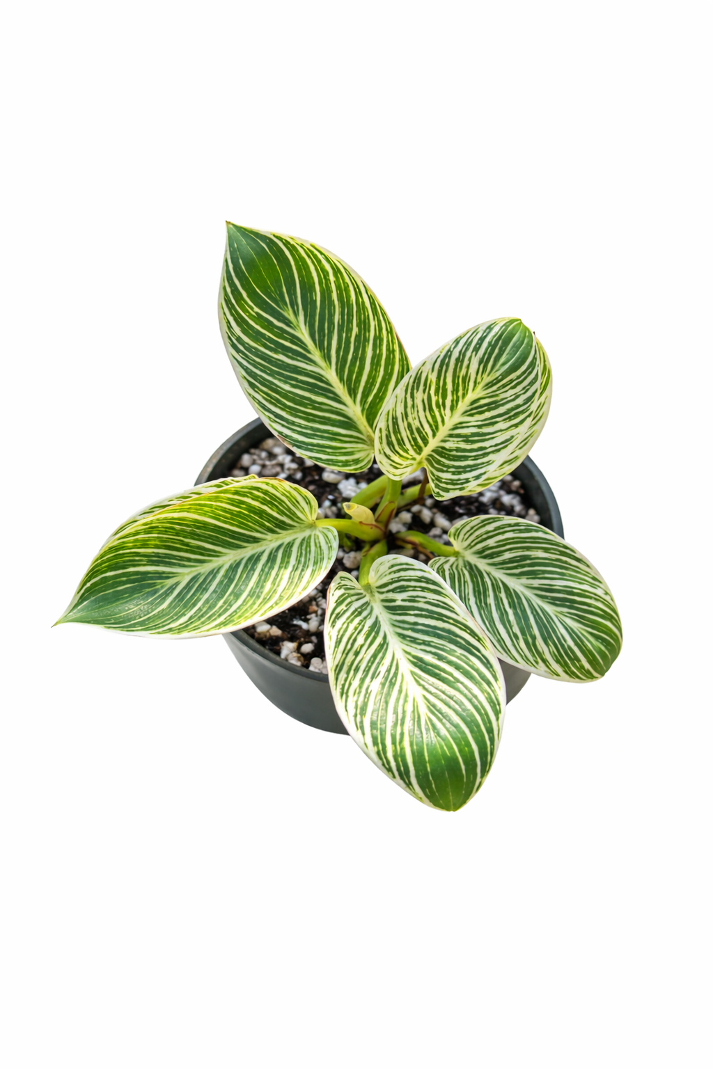 Philodendron Birkin Galaxy (Grower’s Choice) On a white background 