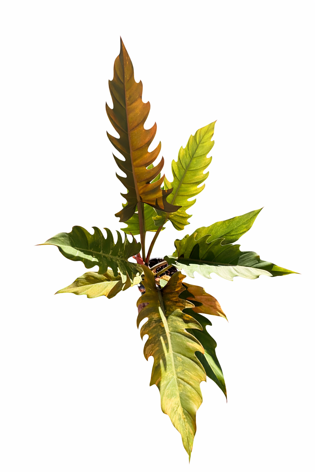 Philodendron Caramel Marble with broad leaves and marbled caramel, cream, and green variegation on a white background