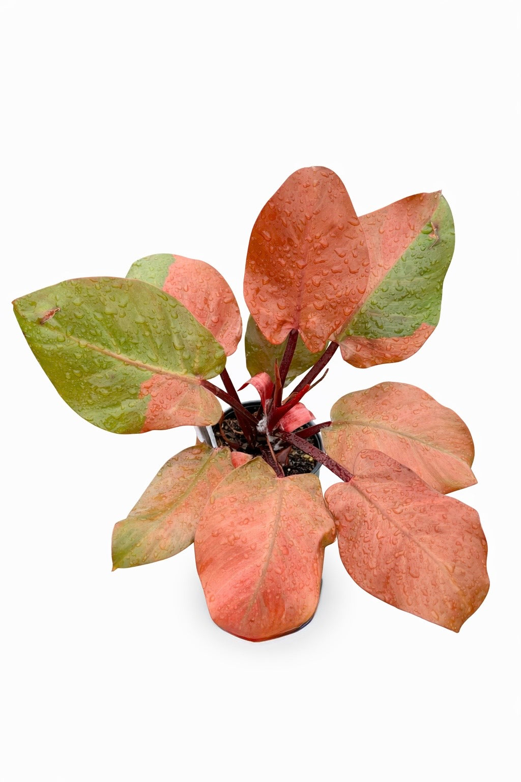 Philodendron Cherry Red Mint with red and mint-toned foliage.