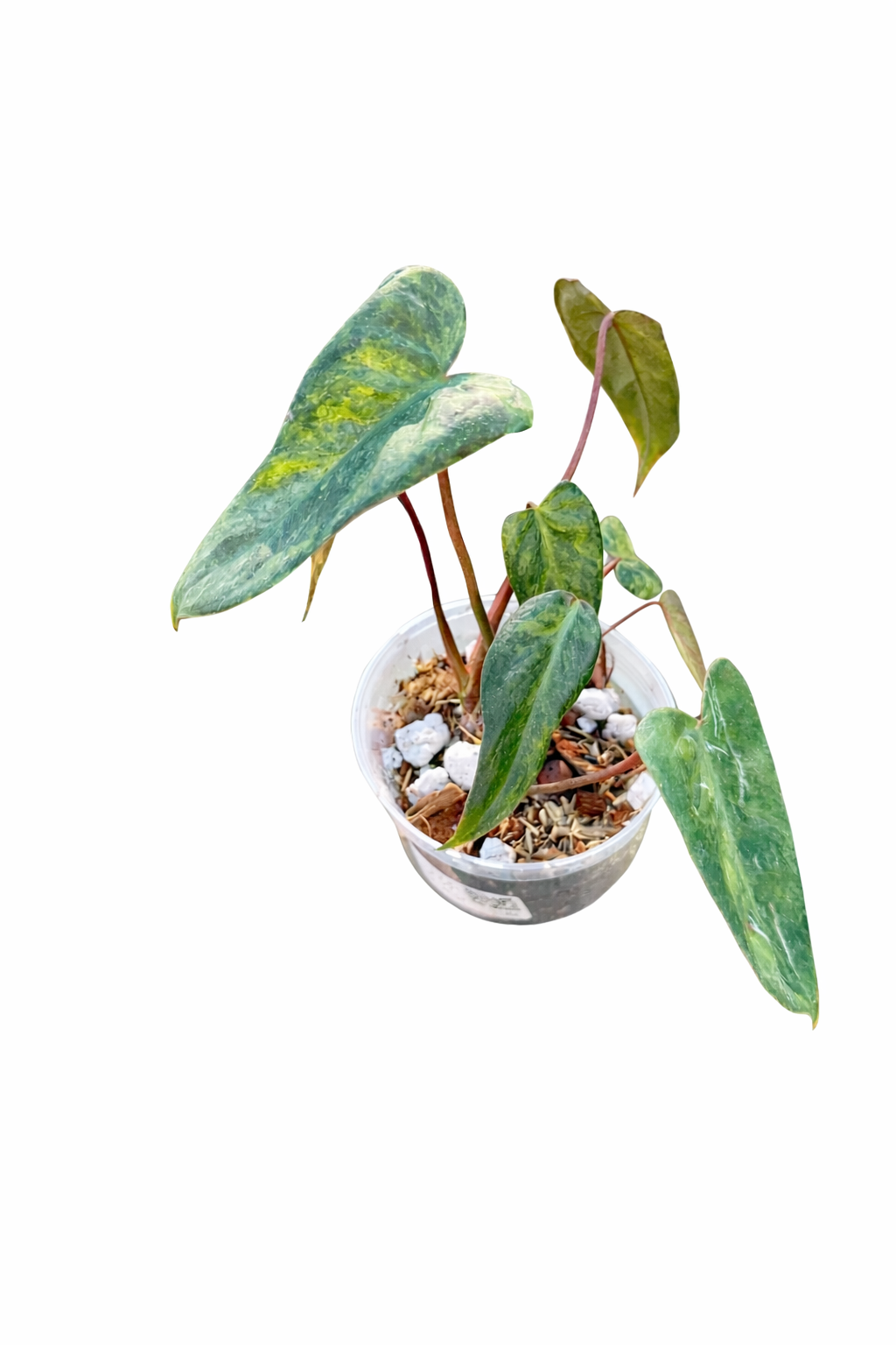 Philodendron El Choco × Billie Variegated with elongated dark green leaves and cream variegation on a white background
