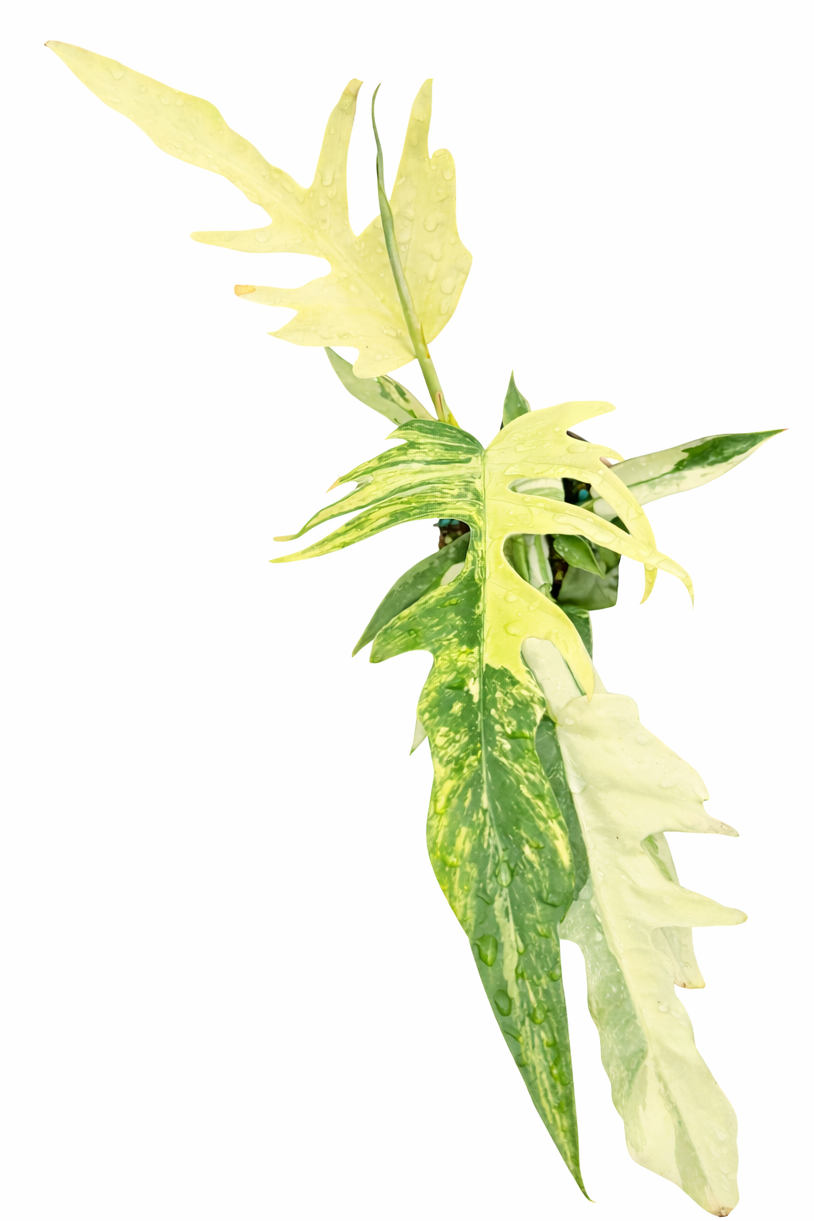 Philodendron Florida Beauty × Tortum Variegated with segmented variegated foliage.