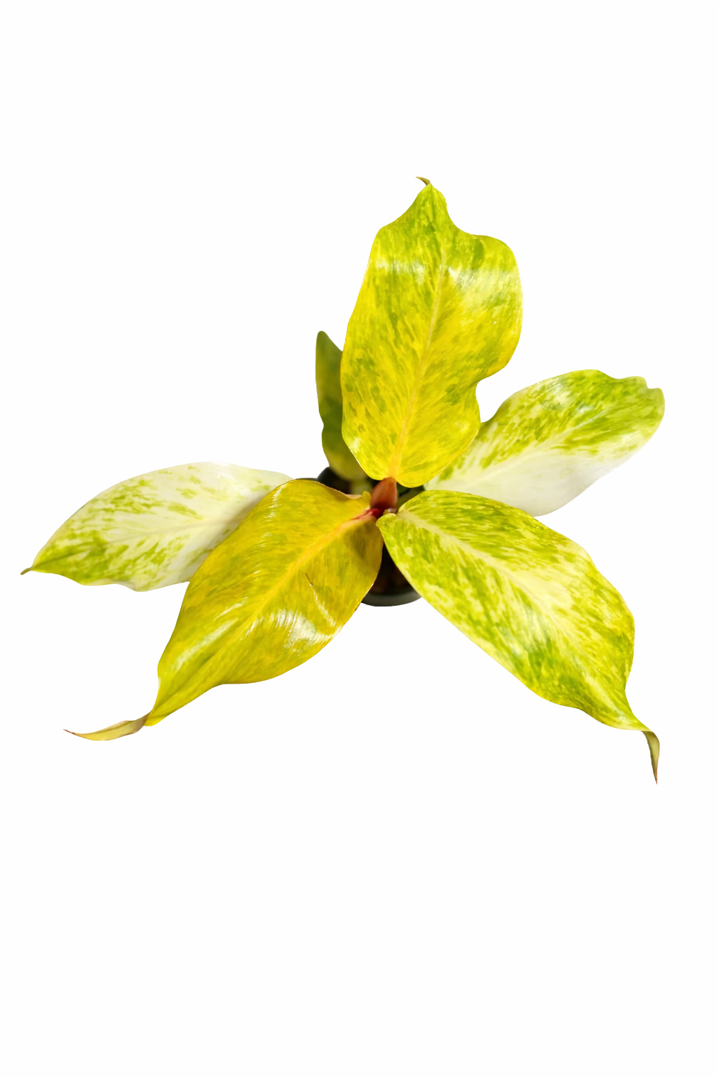 Philodendron Orange Marmalade plant with dark green leaves and vibrant orange-yellow variegation in a nursery pot
