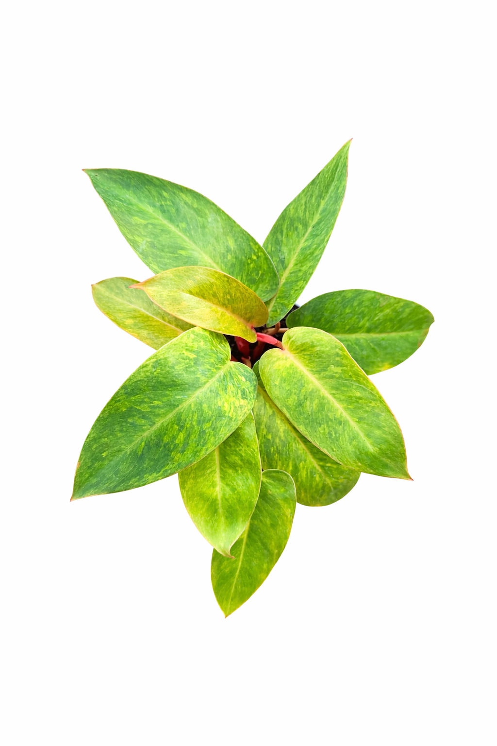 Philodendron Painted Lady (Grower’s Choice) on a white background 