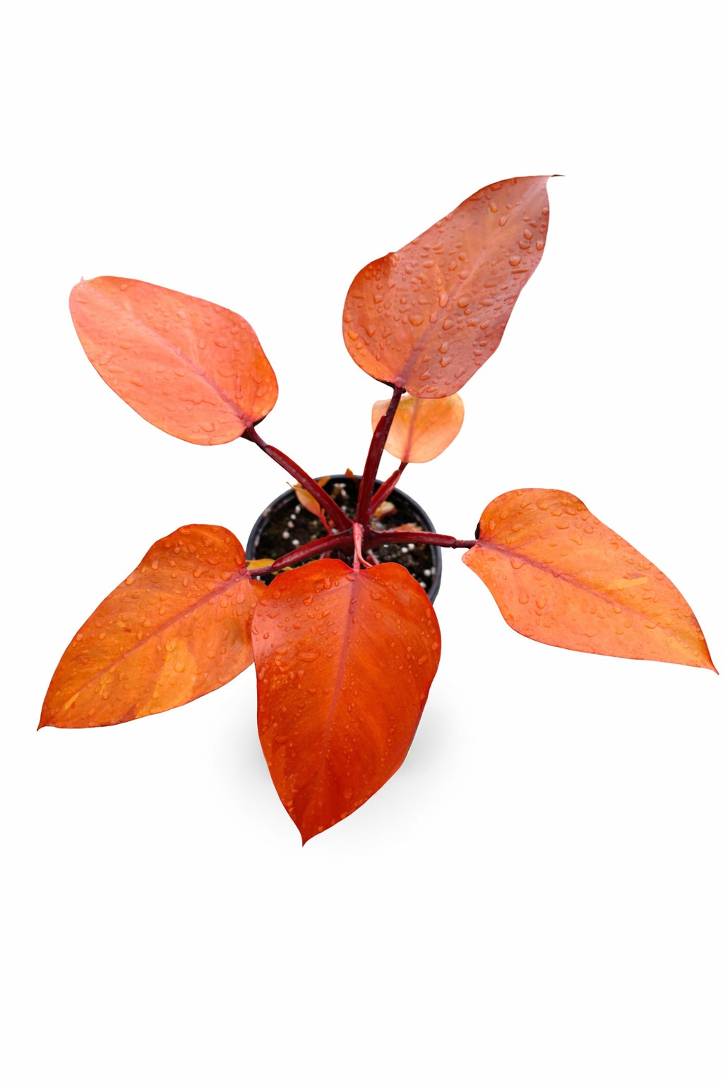 Philodendron Persimmons Princess with orange and red variegated foliage on a white background.