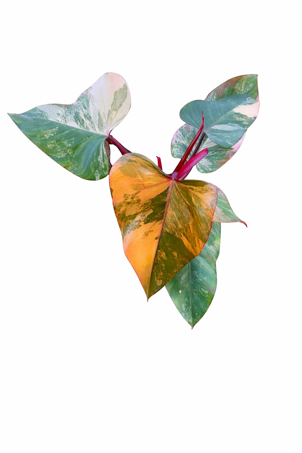 Philodendron Strawberry Shake Variegated with elongated leaves and pink, cream, and green variegation on a white background