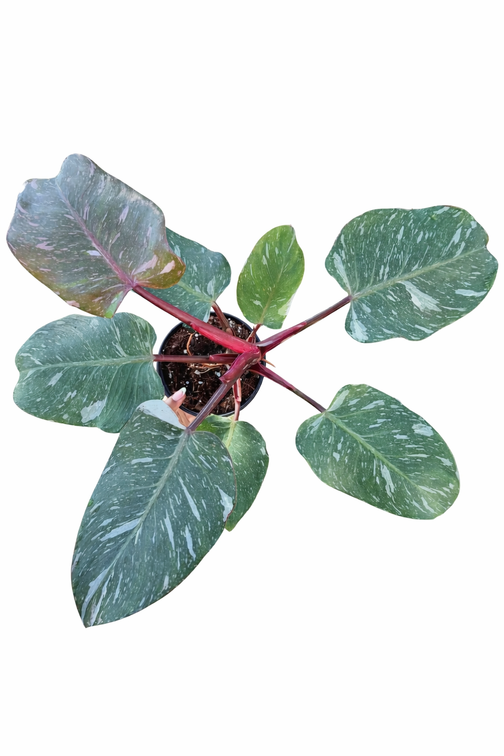 Philodendron White Knight Marble with dark green leaves and marbled white variegation on a white background