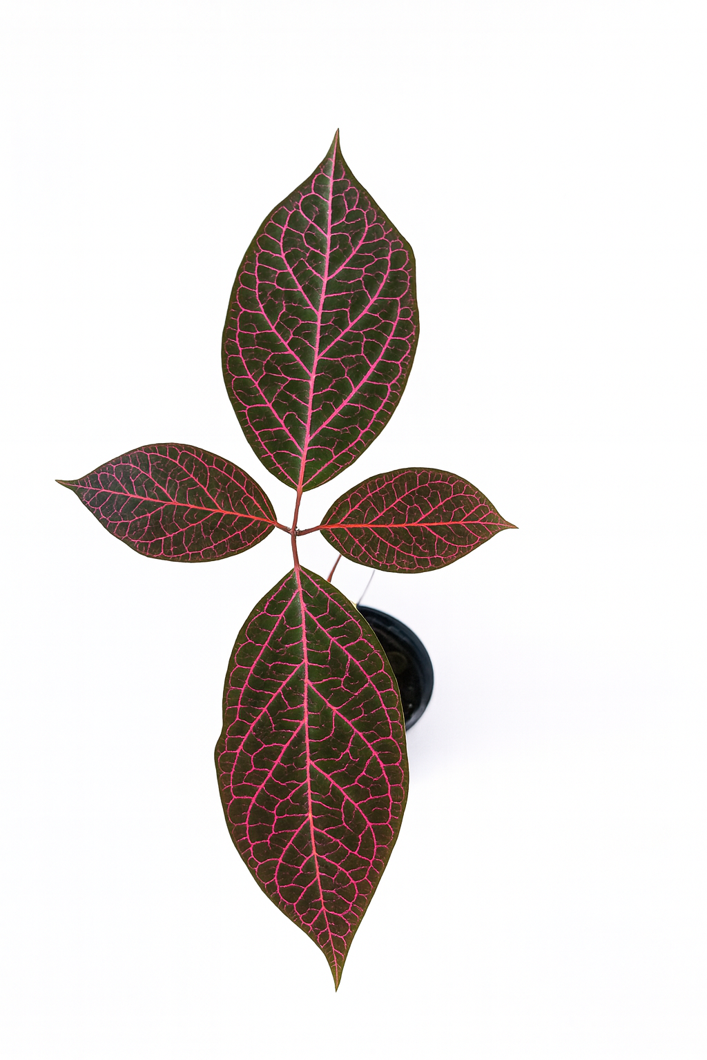 Prestonia quinquangularis with elongated green leaves and vining growth habit on a white background