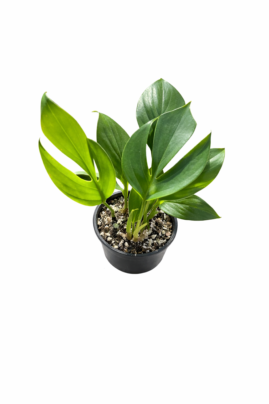 Rhaphidophora Decursiva Dragon Tail (Grower’s Choice) On a white background 