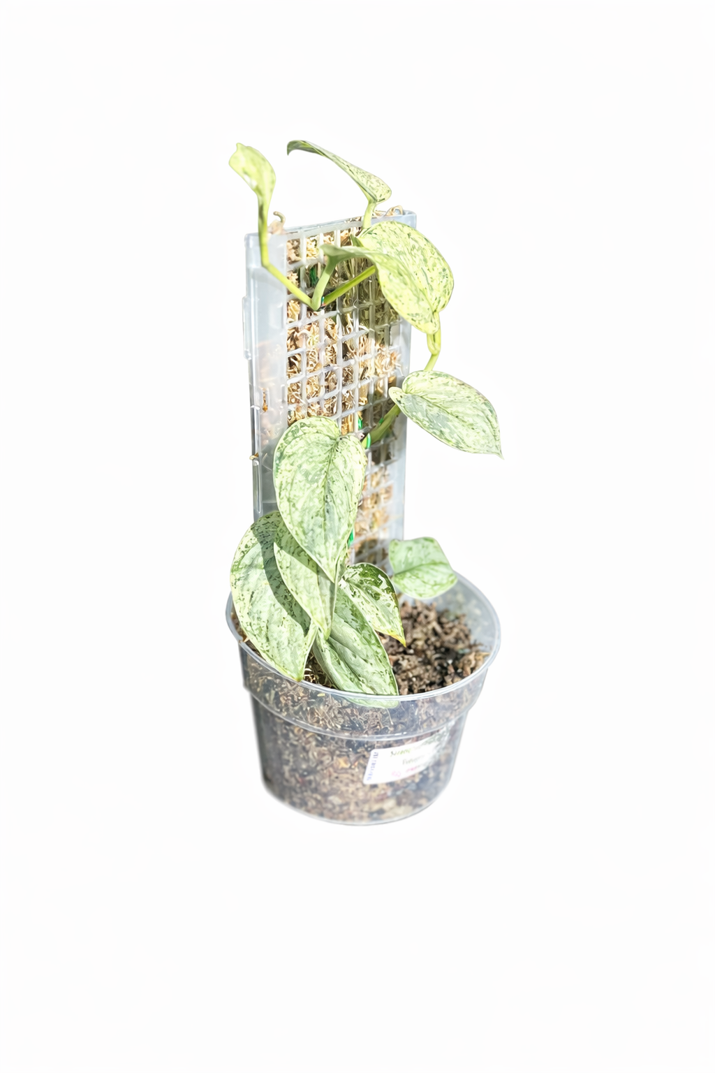 Scindapsus Silver Knight Variegated with thick silver-gray leaves and subtle green variegation on a white background