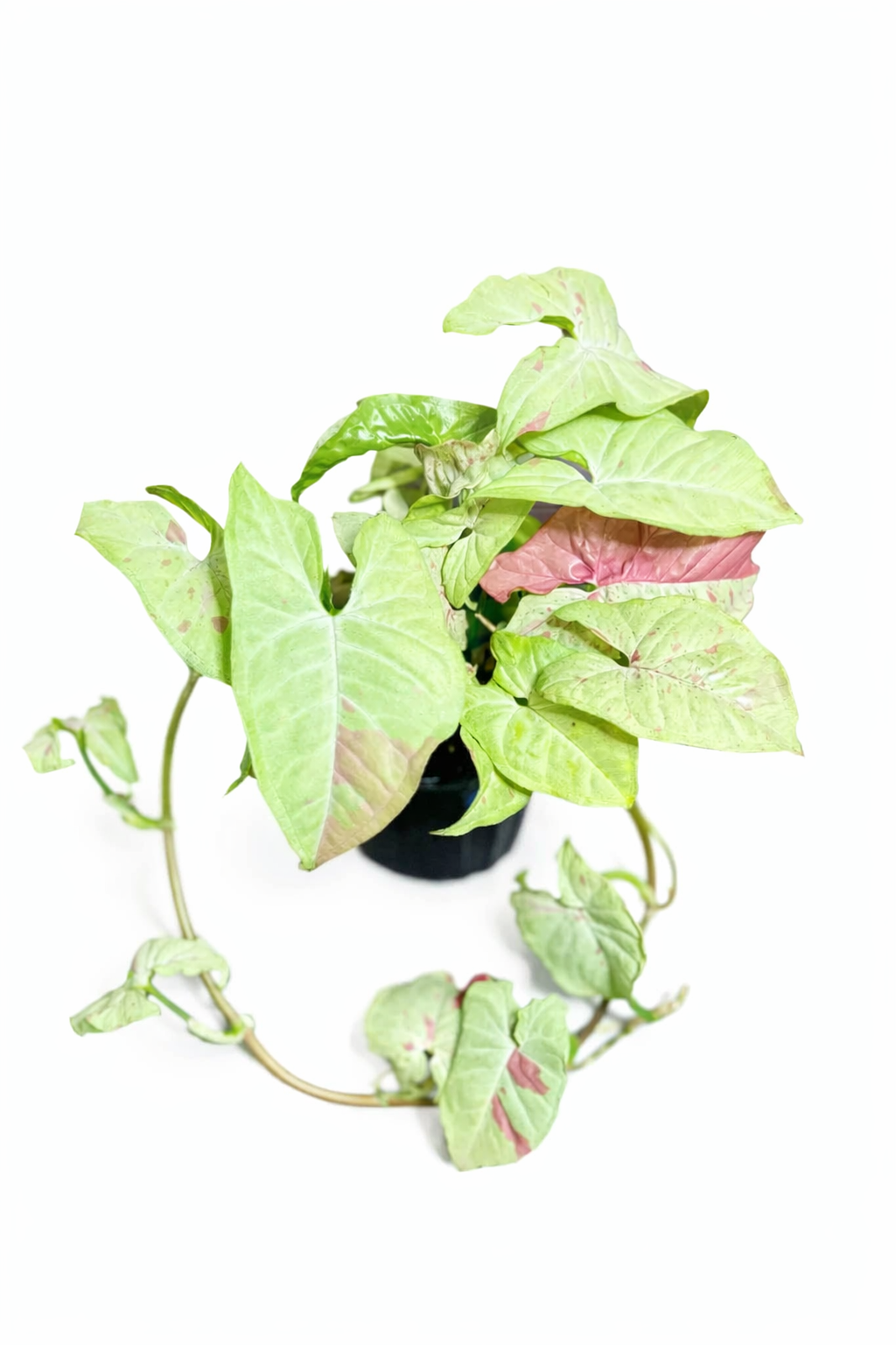 Syngonium Milk Confetti with arrow-shaped leaves and pink speckled variegation on a creamy white background